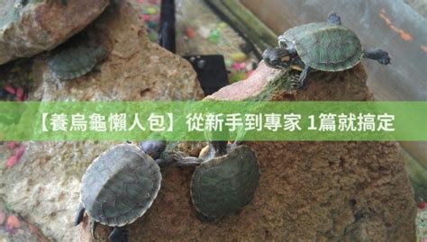 養烏龜數量|【養烏龜懶人包】：從新手到專家，1篇就搞定